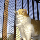 Tela de Proteção Multiuso Malha 40mm 1x5m Preto