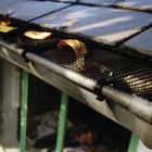 Tela de Proteção Multiuso Malha 40mm 1x5m Preto