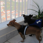 Tela De Proteção Para Pets 80x200 Preta