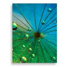 Tela Decorativa Dente-de-leão E Gotas De Orvalho - 30x40cm