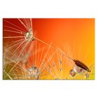 Tela Decorativa Dente-de-leão Fundo Laranja