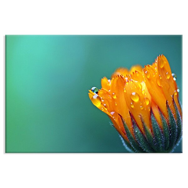 Tela Decorativa Flor Gazânia