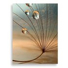 Tela Decorativa Gotas De Orvalho E Dente-de-leão - 30x40cm