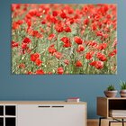 Tela Decorativa Jardim Papoula Vermelha