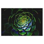 Tela Decorativa Suculentas