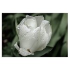 Tela Decorativa Tulipa Branca E Gotas De Orvalho