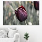 Tela Decorativa Tulipa Marsala