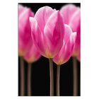 Tela Decorativa Tulipa Rosa Degradê