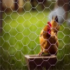 Tela Galinheiro 2 - Fio 23 - 1 80 X 10 Metros