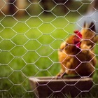 Tela Galinheiro 2" - Fio 23 - 1 80 X 50 Metros