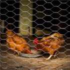 Tela Hexagonal Galinheiro Galv. 2" Fio 23 1,80x50m Rino Agro