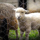 Tela Hexagonal Mangueirão 3" X Fio 18 (1,24mm) - Rolo 50m x 1