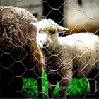 Tela Mangueirão 3" - Fio 18 - 1 50 X 25 Metros