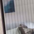 Tela Mosquiteira Cortina Magnética de Poliéster Preto 230x150cm Artens