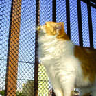 Tela para Cercamento Sintetica 1X50M Preto Roma