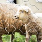 Tela Piau Mangueirão 3 X 18 X 1,20m 50m