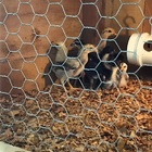 Tela Pinteiro Arame Galvanizado  Fio 24 1 50x10m