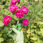 Teroura Poda Bypass 21,5cm Geolia