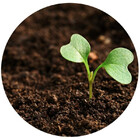 Terra Vegetal Adubada Premium 2kg Natural Orgânica Pronta Par