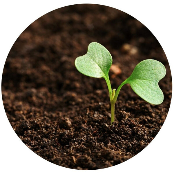 Terra Vegetal Adubada Premium 5kg Natural Orgânica Pronta Par