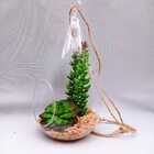 Terrário Com Suculenta De Gota Em Pêndulo