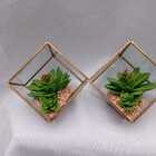 Terrário De Suculenta Quadrado Com Detalhes Em Dourado