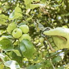 Tesoura de Poda Bypass Metal 21,5cm Geolia