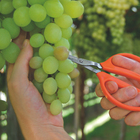 Tesoura para Frutas Aço Tramontina