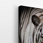 Tigre Branco Foto Animal Decorativo Quadro Canvas 60x40cm