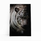 Tigre Branco Foto Animal Decorativo Quadro Canvas 60x40cm
