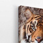 Tigre Fotografia Animal Decorativo Quadro Canvas 140x90cm