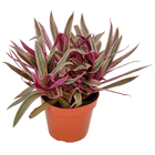 Tradescantia Spathacea Pote 15
