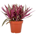 Tradescantia Spathacea Pote 15