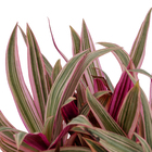 Tradescantia Spathacea Pote 15