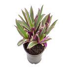Tradescantia Spathacea Pote 15