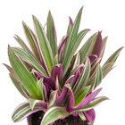 Tradescantia Spathacea Pote 15