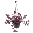 Tradescantia Zebrina C21 Roxo
