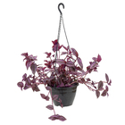 Tradescantia Zebrina C21 Roxo