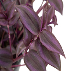 Tradescantia Zebrina C21 Roxo