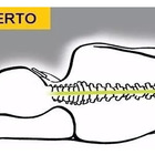 Travesseiro Ortopédico Pillow Anatômico Coluna + Capa