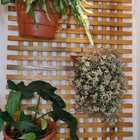 Treliça De Madeira Cruzada T16