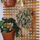 Treliça De Madeira Cruzada T16