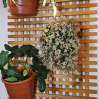 Treliça De Madeira Cruzada T16