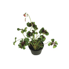 Trevo Quatro Folhas Pote 11