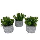 Trio Decorativo Vasos De Cimento Estampa Mosaica Com Planta