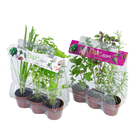 Trio Ervas Aromaticas Pote 08