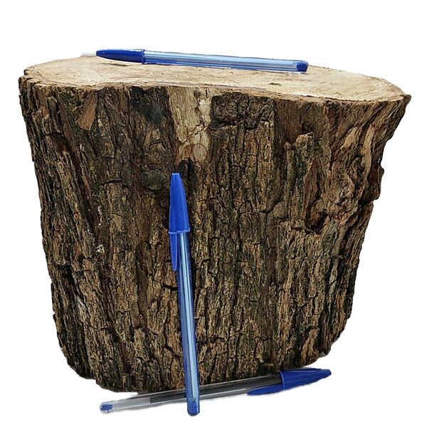 Tronco De Madeira Rústica Para Decoração Altura 20cm