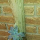 Tronco Toquinhos Suporte Orquídea Suculenta Madeira Natural