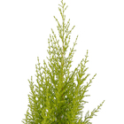Tuia Holandesa Hesperocyparis Macrocarpa 'Goldcrest' Pote 20 Planta Natural