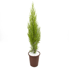 Tuia Holandesa Hesperocyparis Macrocarpa 'Goldcrest' Pote 20 Planta Natural